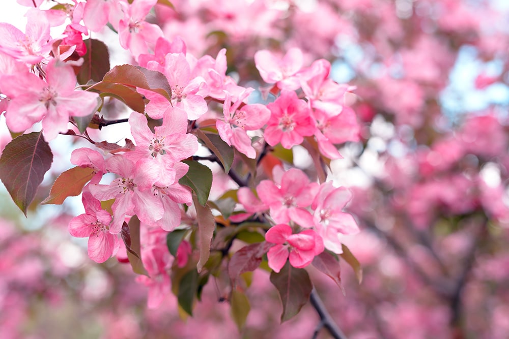 6 DECIDUOUS TREES FOR YOUR GARDEN THIS WINTER - Jeffries