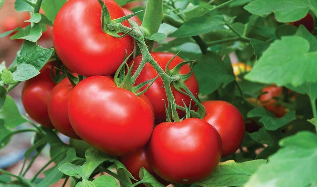 Home grown tomato secrets