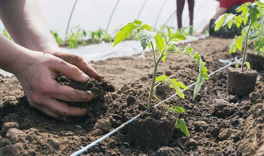 Raise seeds & Plants