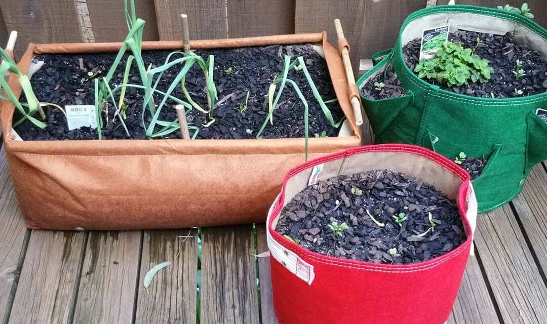 Growing a medicinal garden