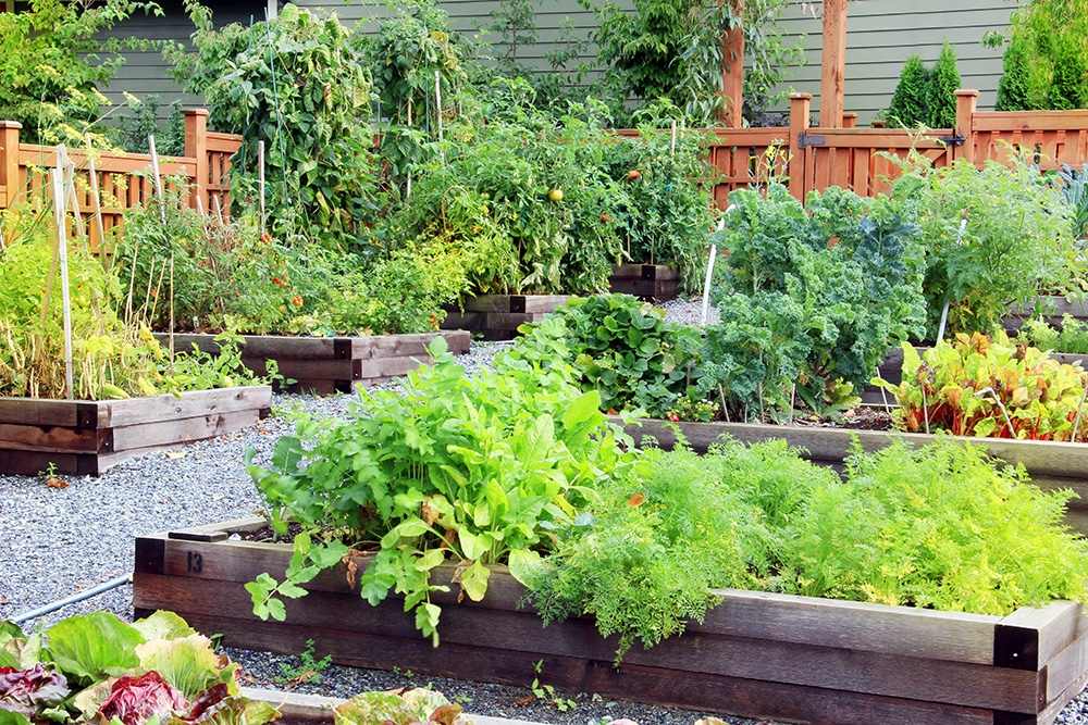 Vegetable and herb garden. Jeffries