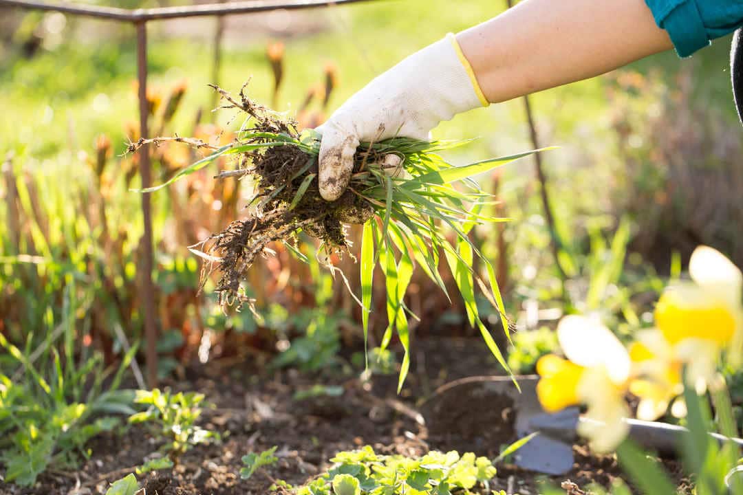 Spring  Air-Pot Gardener