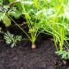 Jeffries Organic Compost - Image 3