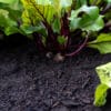 Jeffries Veggie & Garden Soil - Image 3
