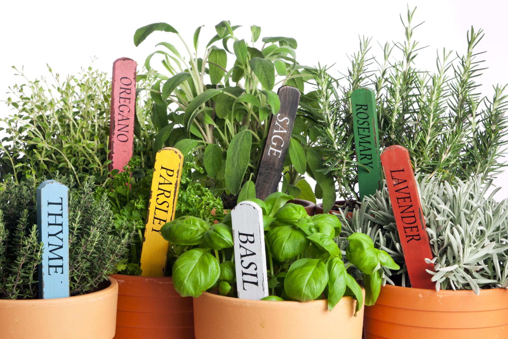 Spring Herb Fruit Veggies Planting Guide In Adelaide Jeffries